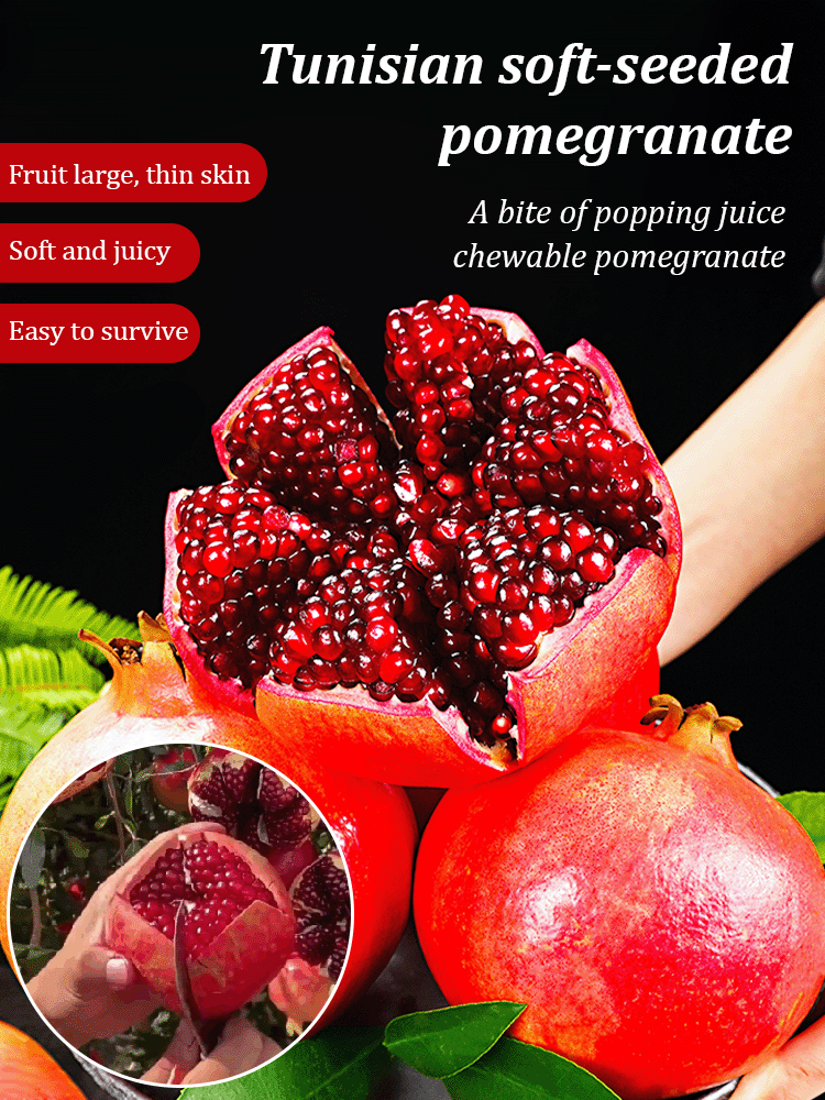 Tunisian soft-seed pomegranate seeds