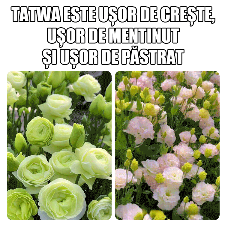 Semințe de platicodon grandiflorum