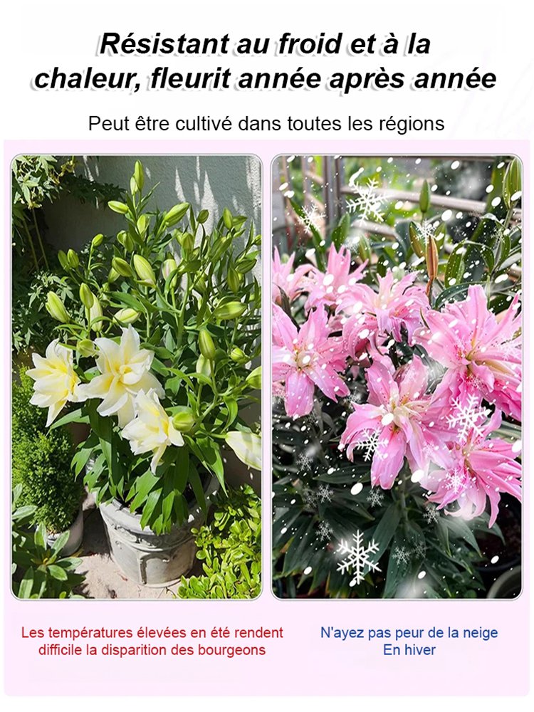 Lys bulbeux fleuri toute l'année