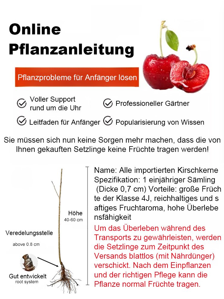 Seltene Kirschbaumsetzlinge, die im selben Jahr fruchtbar sind – Pflegeleicht und anfängerfreundlich