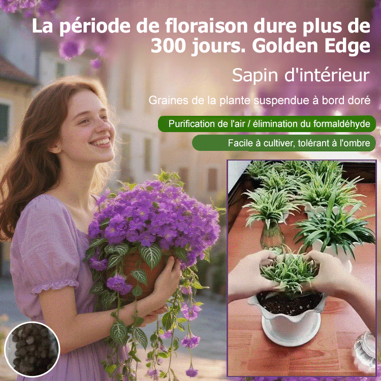 Graines de Chlorophytum Marginé à Floraison Toute l’Année et Parfumée