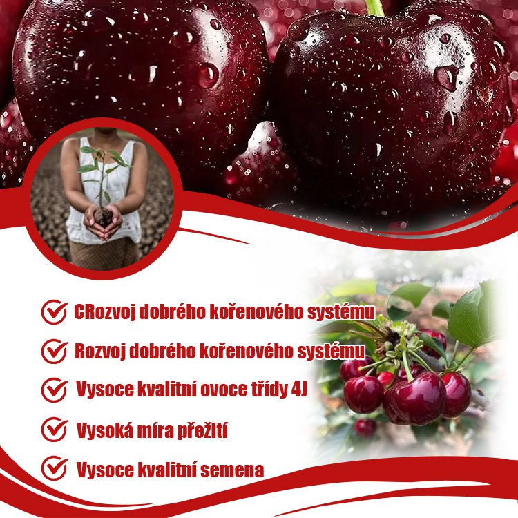 Dovezená semena chilské třešně