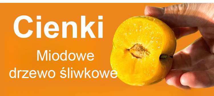 Soczyste owoce śliwy miodowej na drzewie