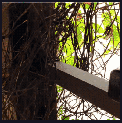1_06.gif