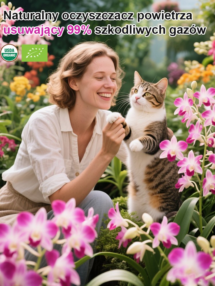 Roślina doniczkowa z orchideą kamienną do poprawy snu i oczyszczania powietrza