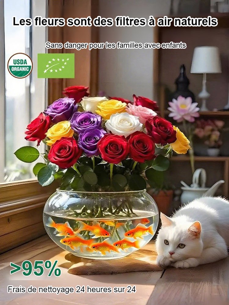 Bulbes de roses hydroponiques à longue floraison (300 jours), parfum intense