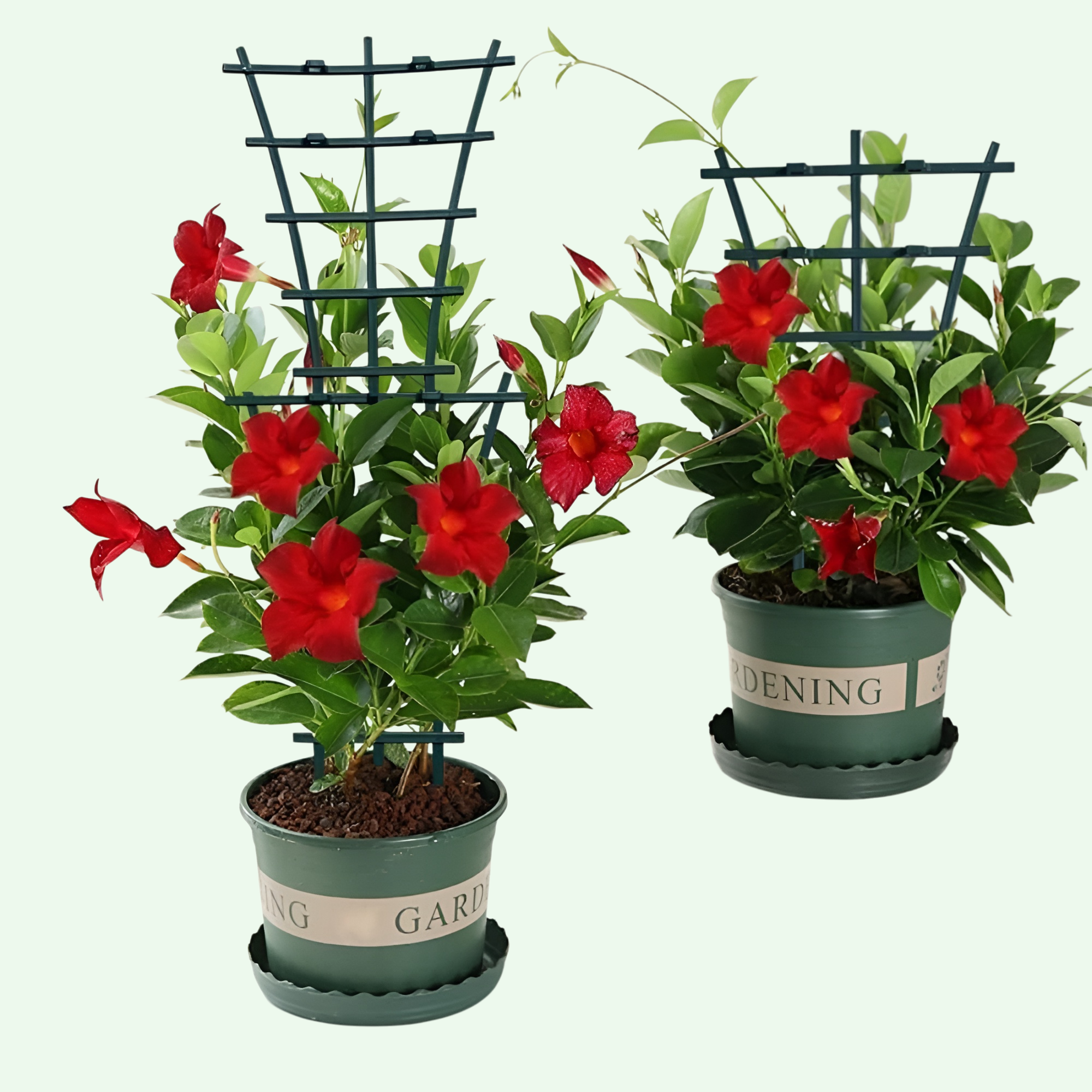 Plant support Christmas claw orchid clematis climbing frame gardening plant support frame