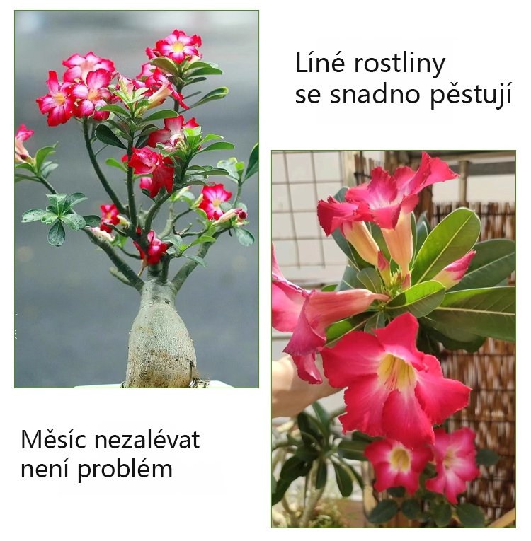 翻译件-SL-【浇水就活100年】沙漠玫瑰种球花-1267950-系统_11.jpg