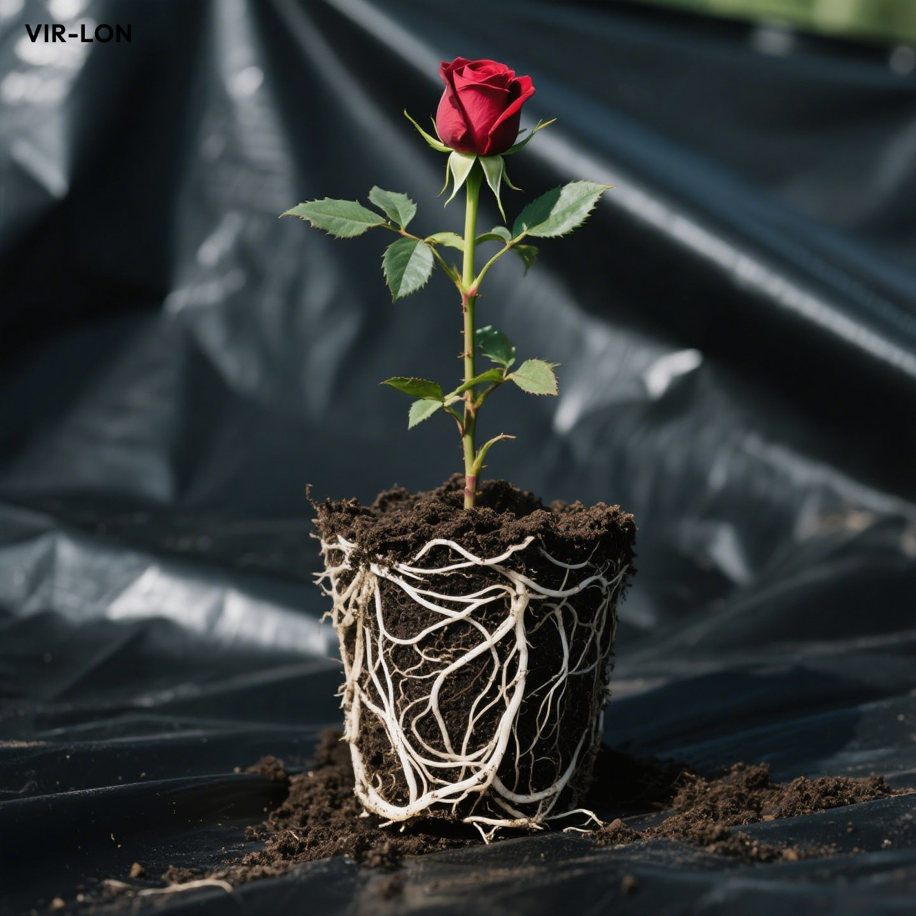 Rosensetzlinge für den Innenbereich im Topf
