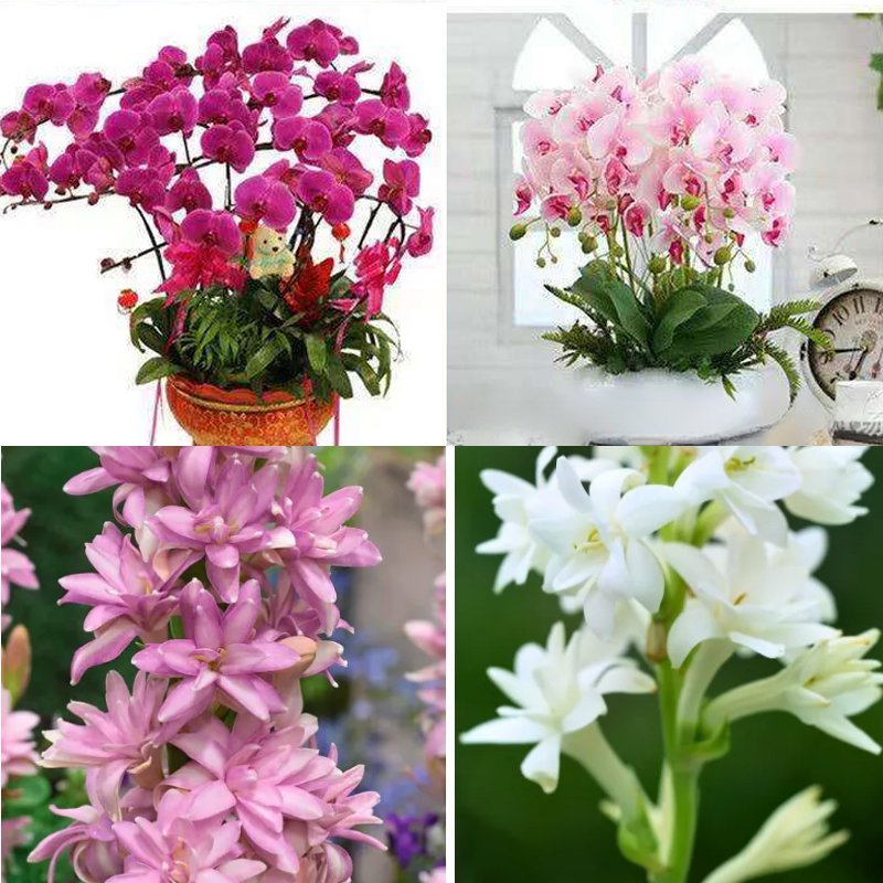 팔레노프시스 난초 실내 식물