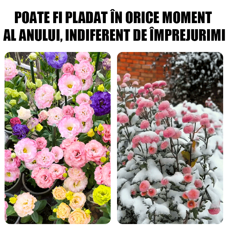 Semințe de platicodon grandiflorum