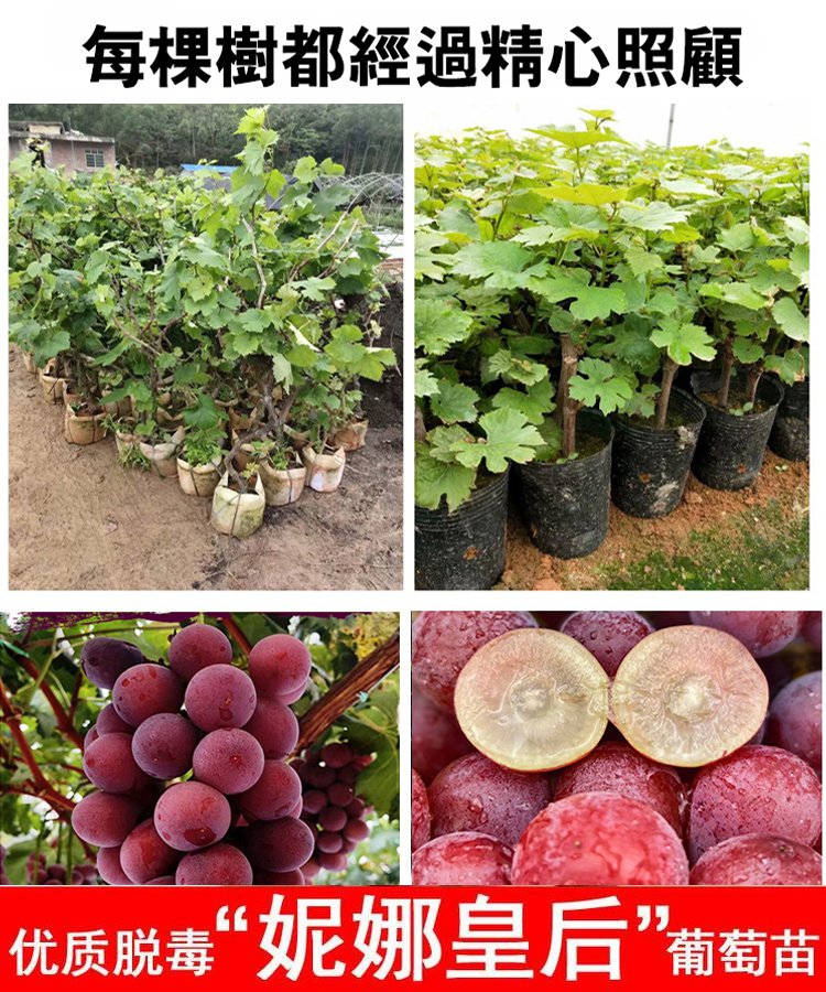 【自帶酒香氣】妮娜皇后葡萄種子