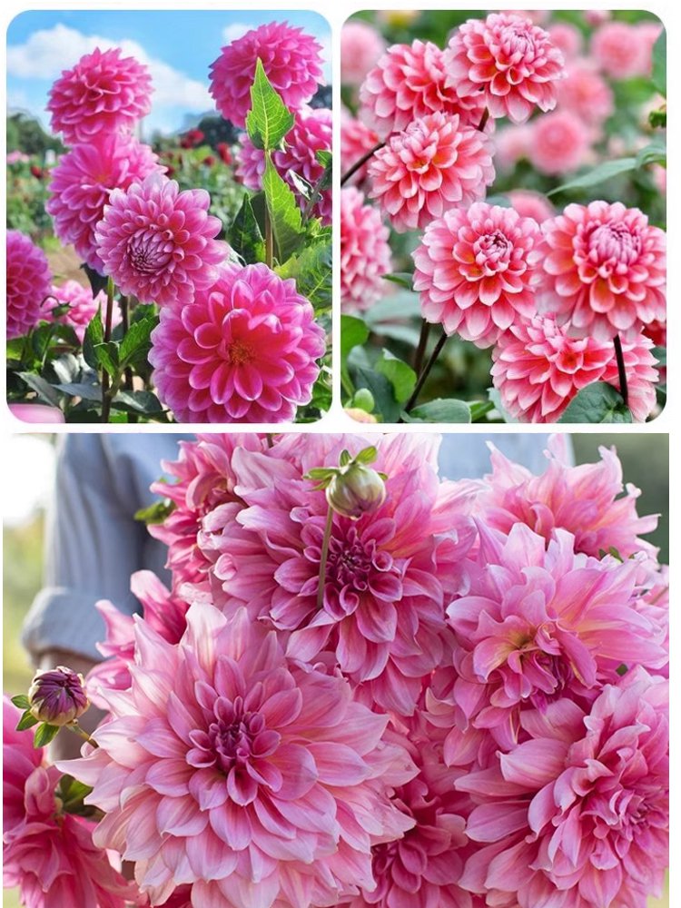 사계절 개화 가능한 다알리아 씨앗