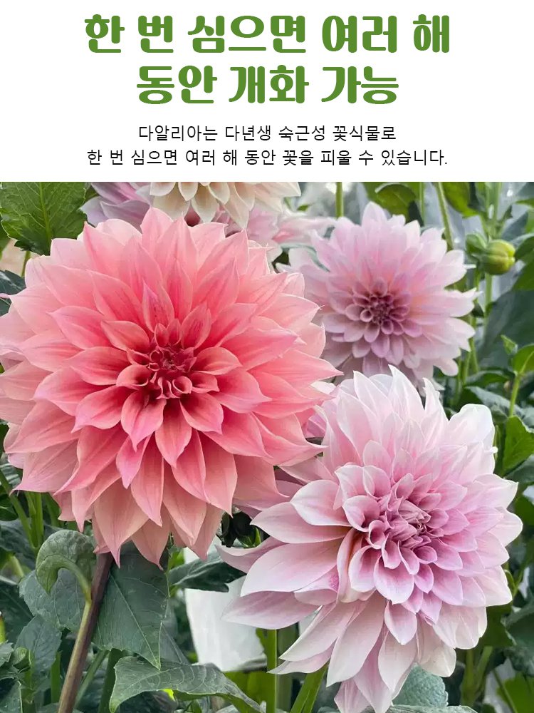 사계절 개화 가능한 다알리아 씨앗