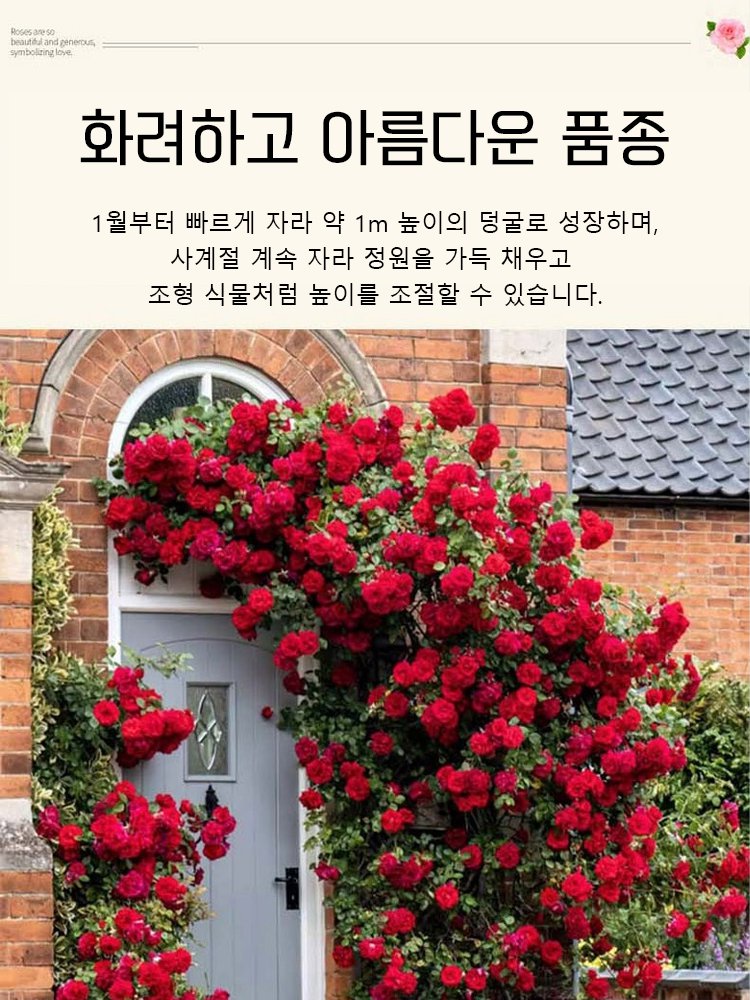 【비료 증정】다채로운 향기 가득 장미 꽃바다 씨앗