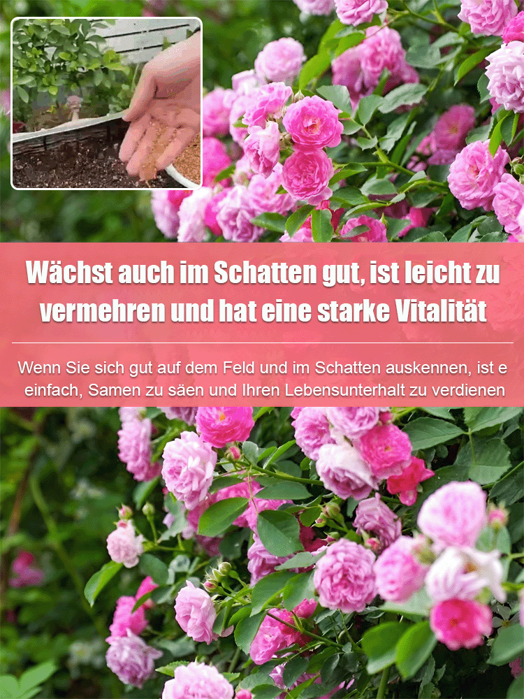 【Ganzjährig blühend】Kletterrosensamen
