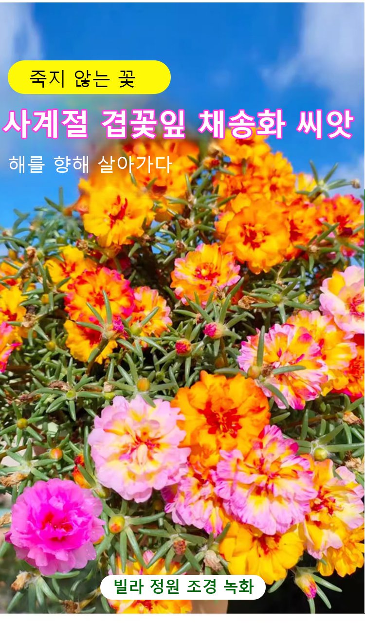 사계절 겹꽃잎 채송화 씨앗 패키지 이미지