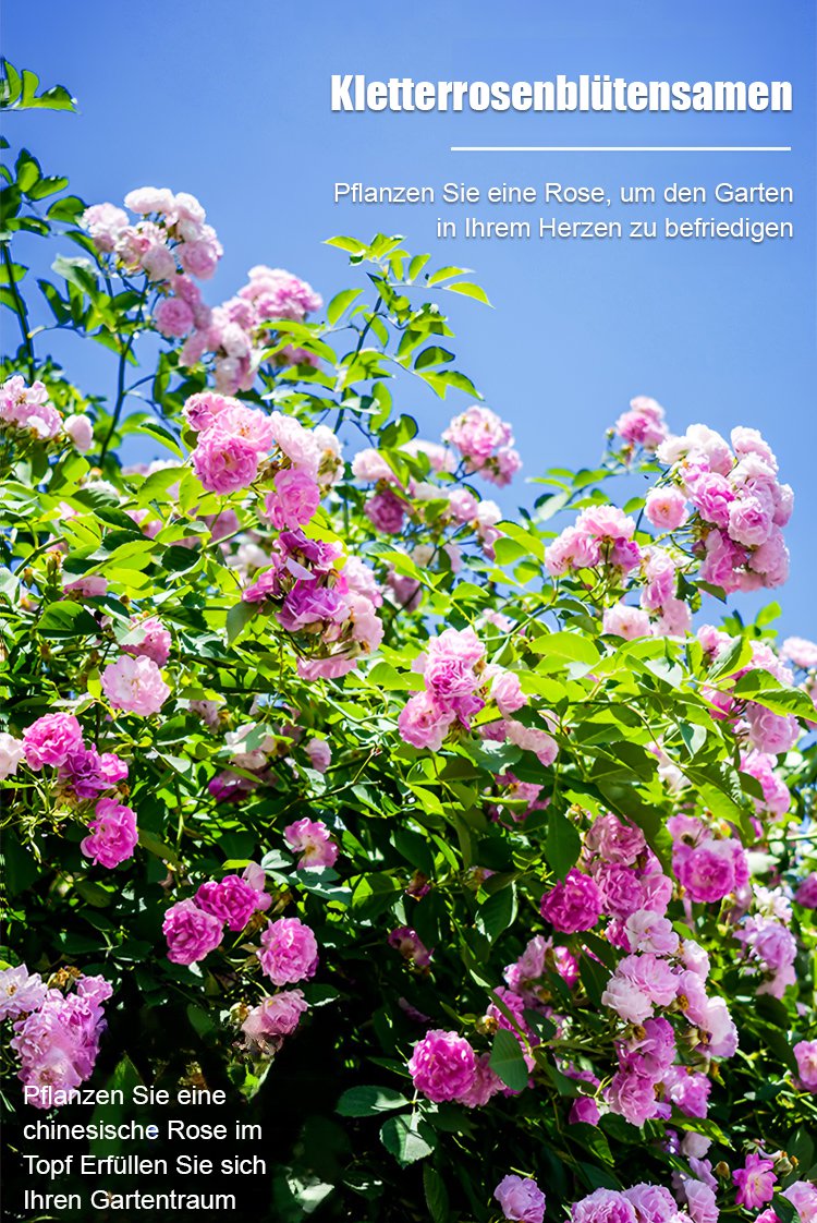 Ganzjährig blühende Kletterrosensamen in lebendigen Farben
