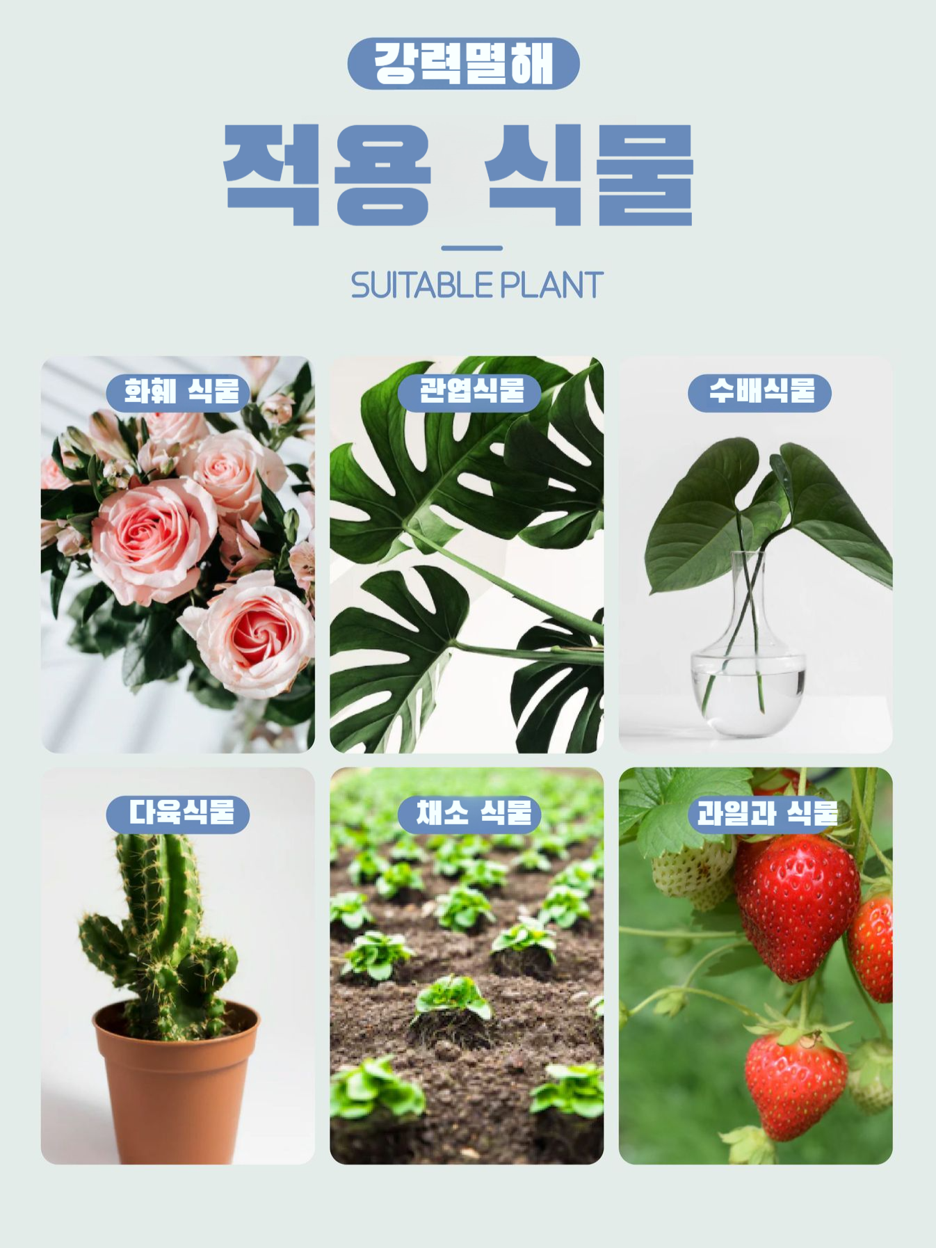 꽃형 이형 점충판 점충판 곤충유포기 곤충유포기 옐로우보드 꽃형 이형유포기