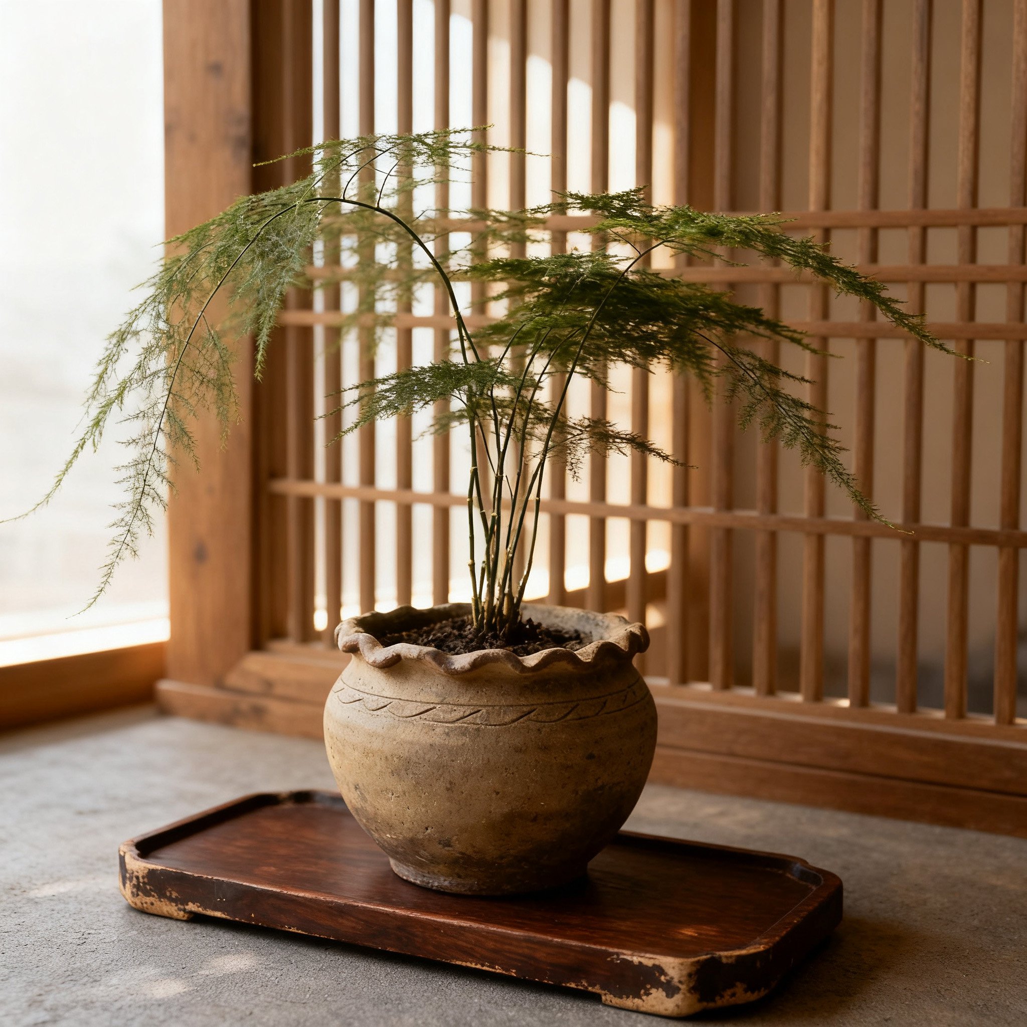 ต้นเฟินตกแต่งบ้านในกระถาง