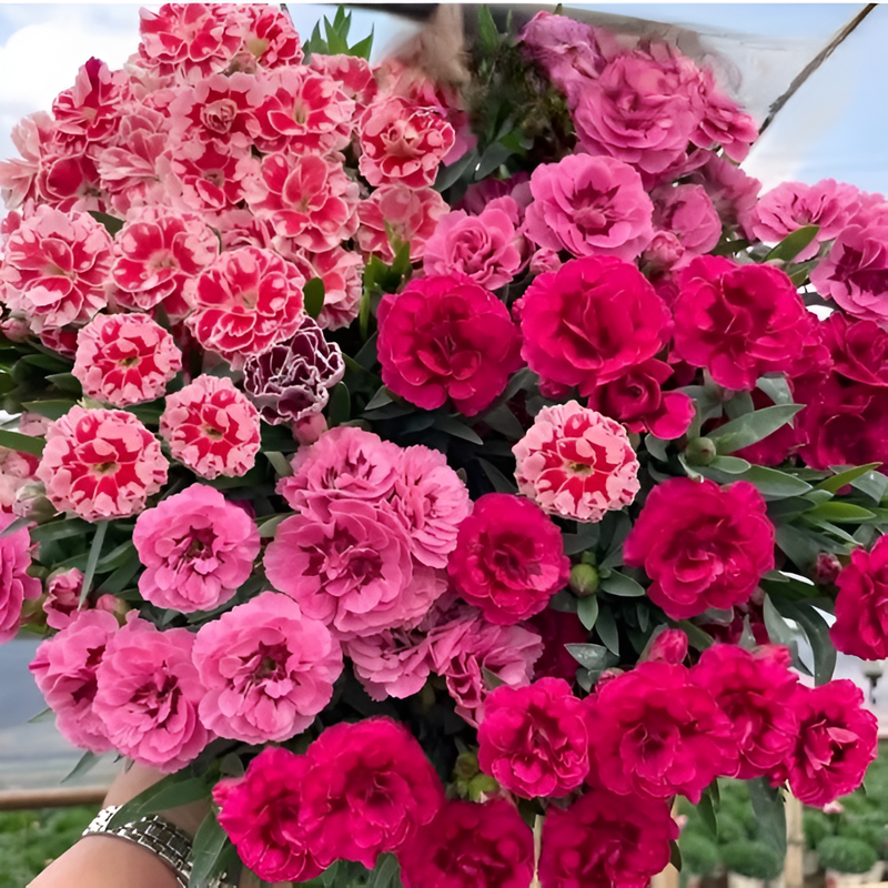 Claveles frescos rosados