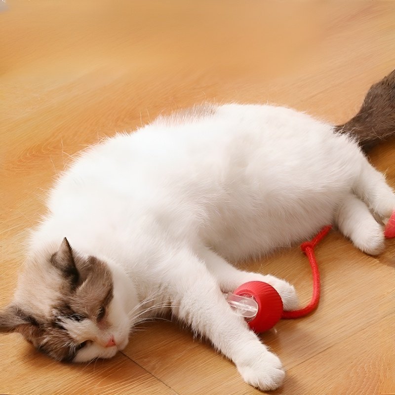 Pour passer le temps, promenez le chat, jouez avec le chien et jouez à la balle.