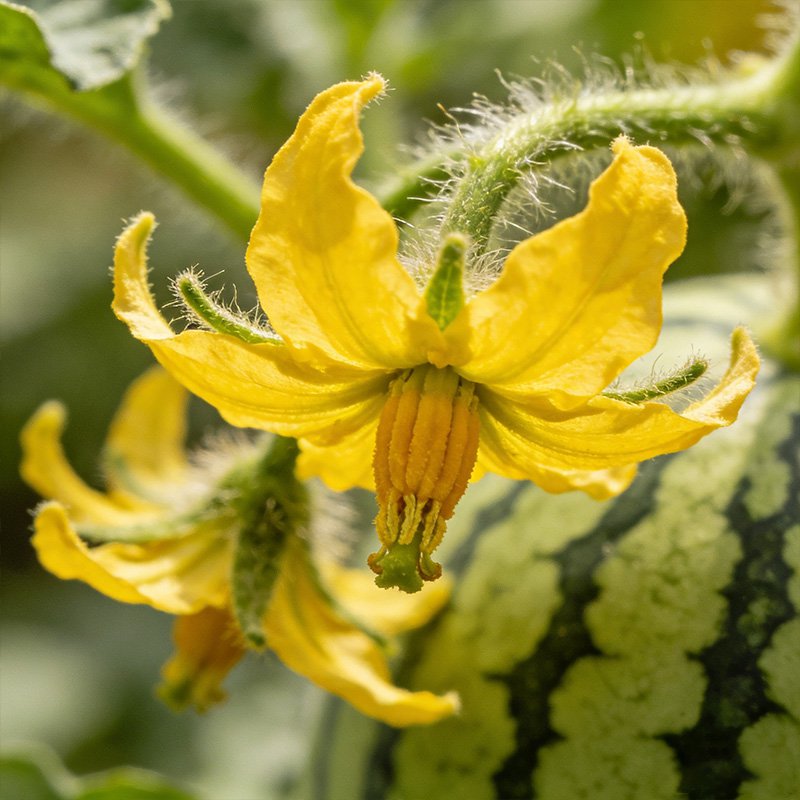 프리미엄 홍옥 수박 씨앗