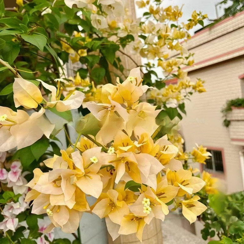 Semillas de Bugambilia de Nueve Capas