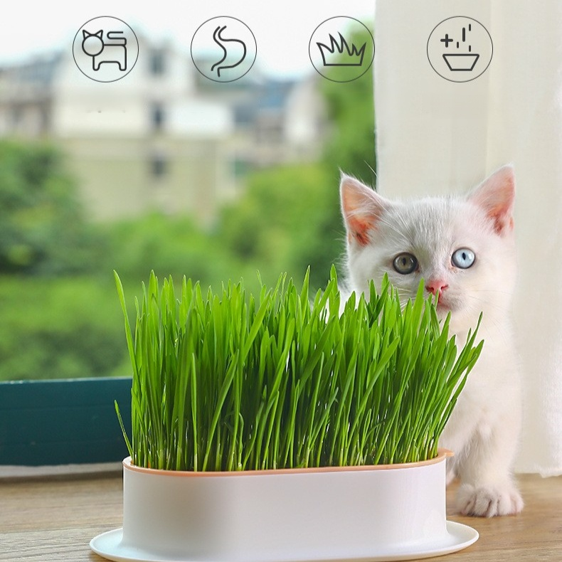 緑の植物の鉢