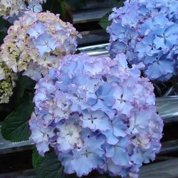 เมล็ดไฮเดรนเจียสำหรับปลูกในกระถาง ทั้งในร่มและกลางแจ้ง ไม้ดอกยืนต้น