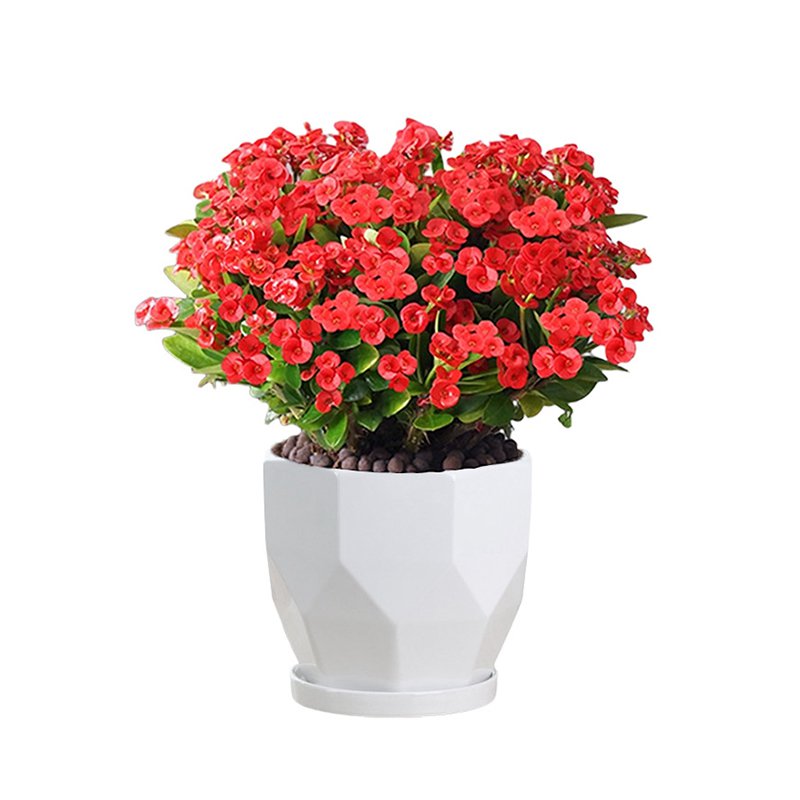 四季の開花虎刺梅盆栽