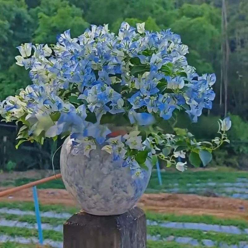 Semillas de Bugambilia de Nueve Capas