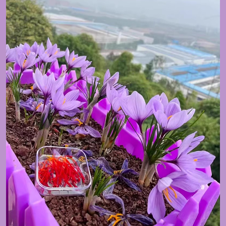 หัวหญ้าฝรั่น