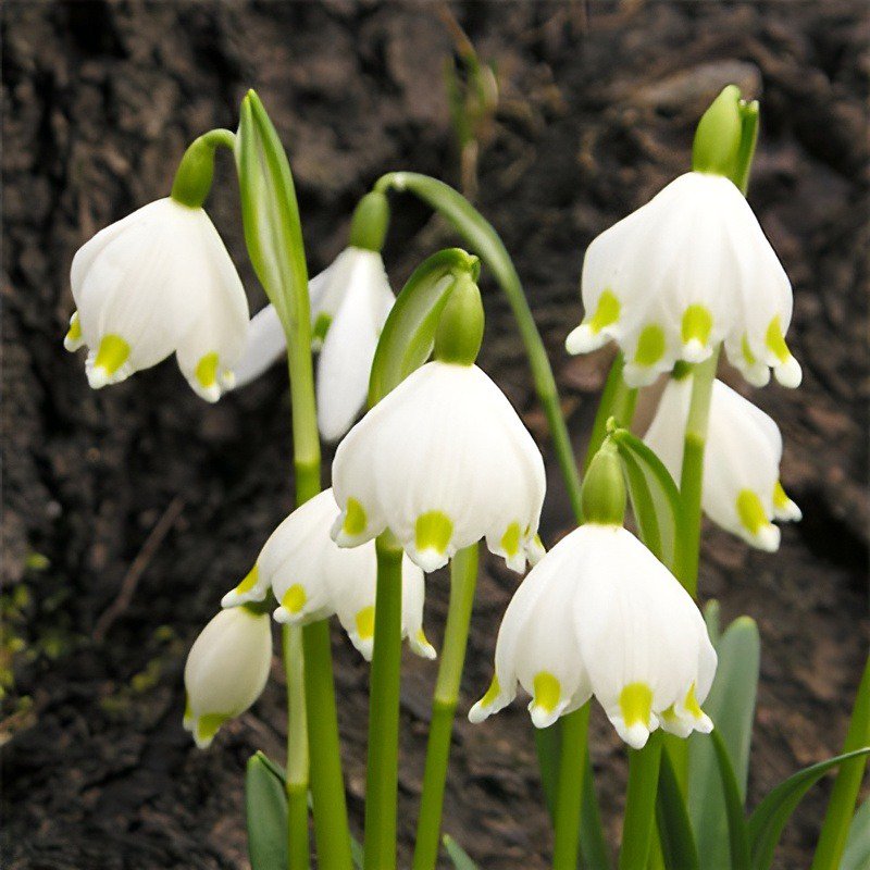  スノードロップ鉢植え