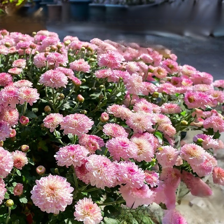 다채로운 캔디 화분 꽃