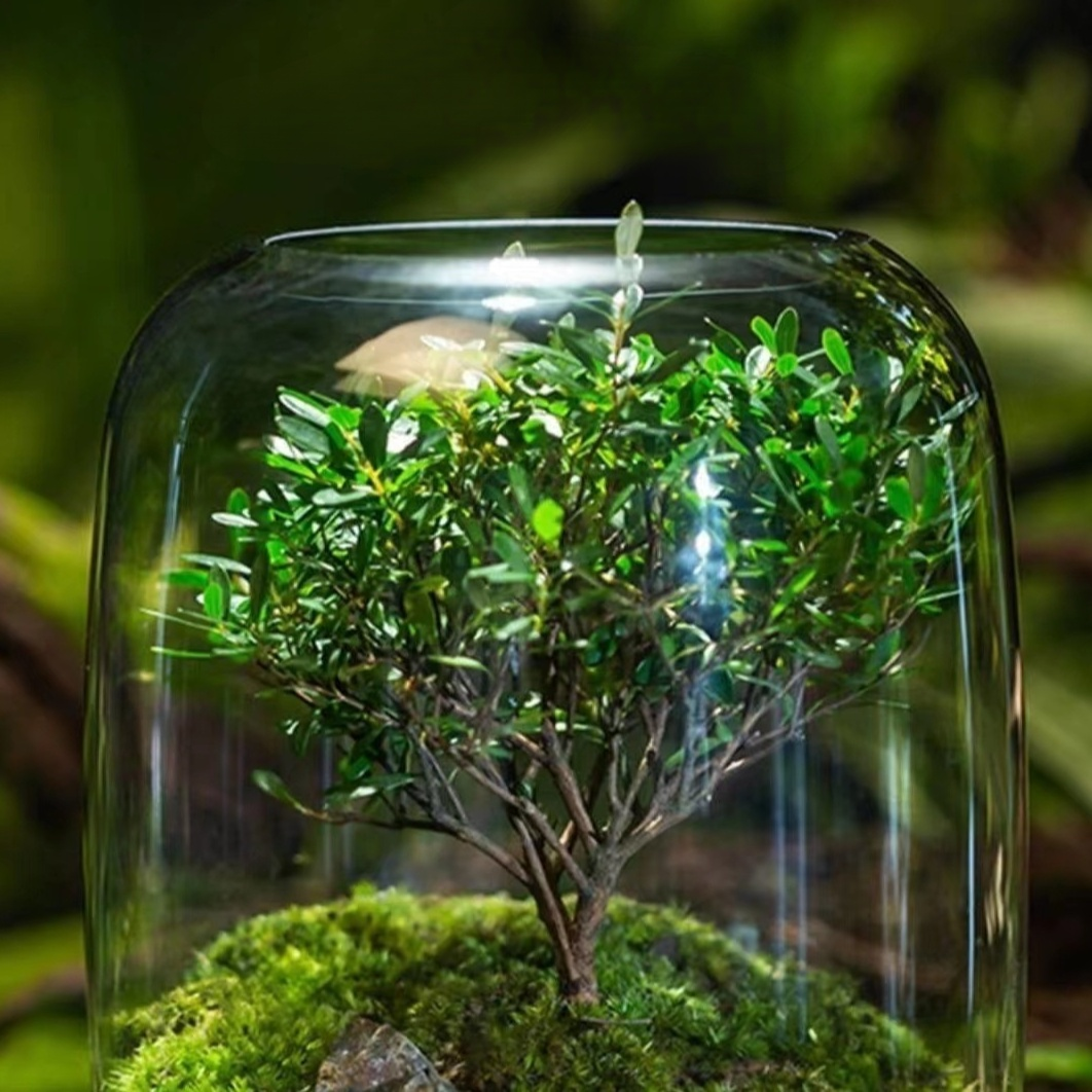 桌面苔蘚微景觀成品盆栽