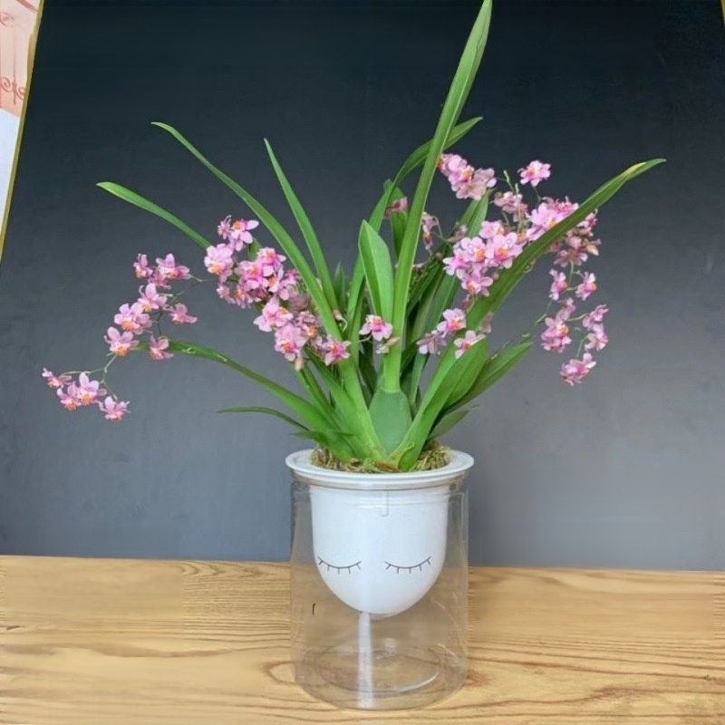 水耕四季開花香水文心蘭