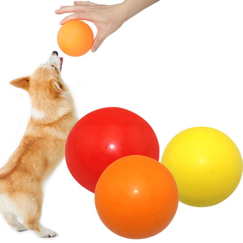 애완동물이 장난감 개공을 씹다