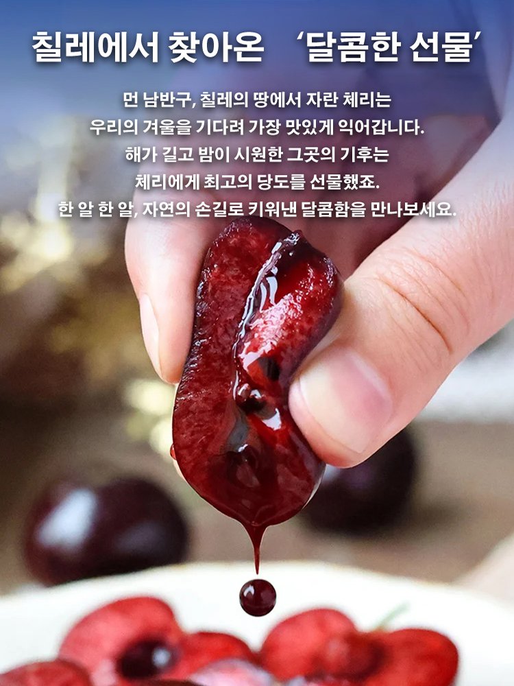 100% 생존 체리 묘목