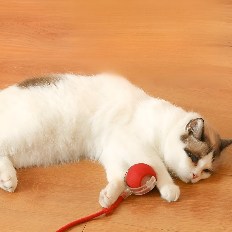 Pour passer le temps, promenez le chat, jouez avec le chien et jouez à la balle.