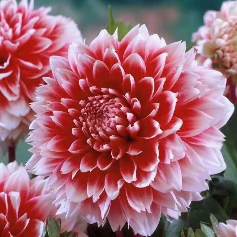 사계절 내내 꽃을 피우는 달리아