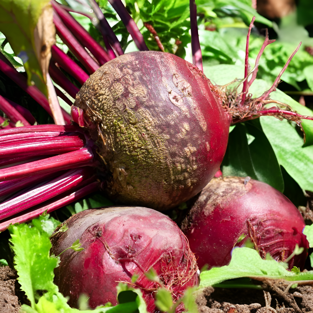 붉은 비트 씨앗