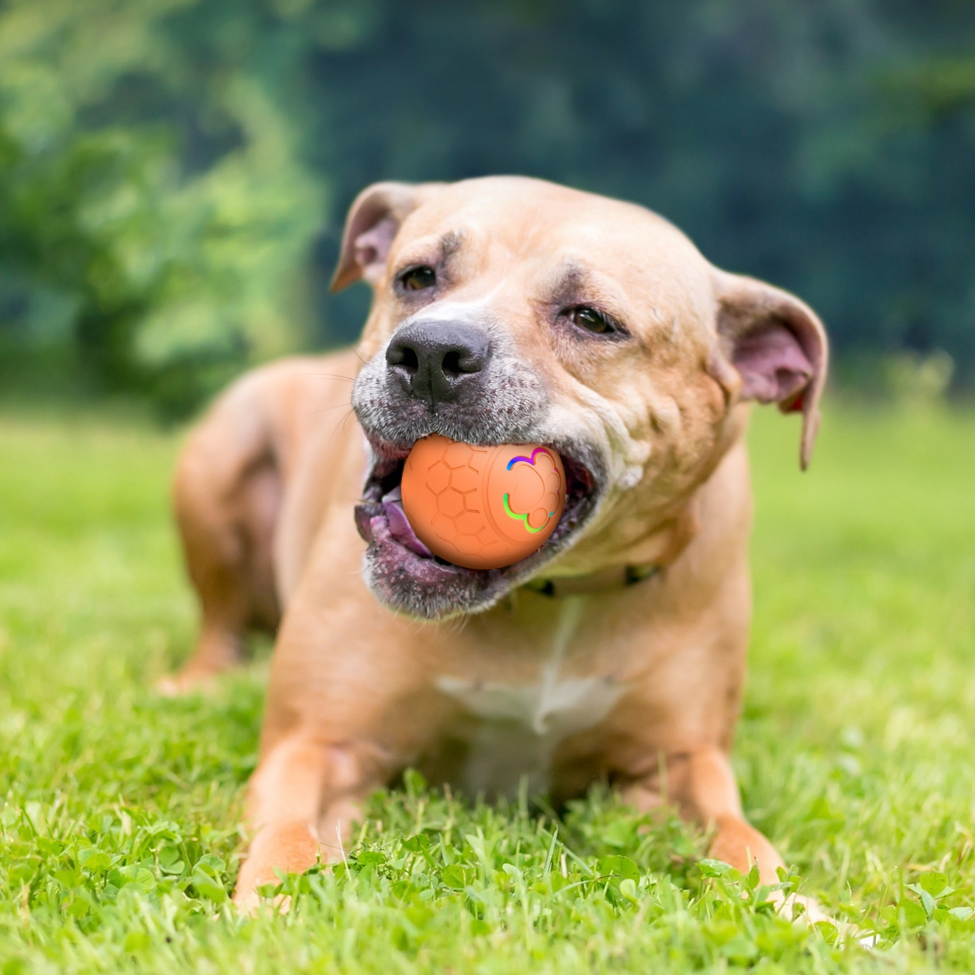 智能電動狗狗玩具球