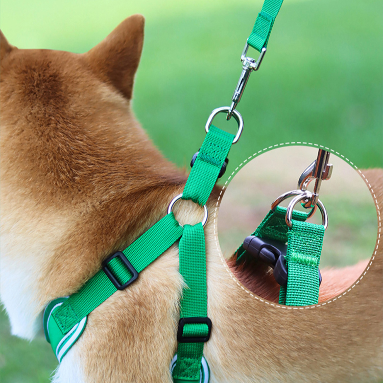 Hundegeschirr und Leine