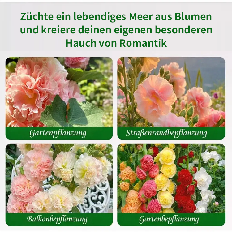 Pflegeleichte Stockrosen für Einsteiger