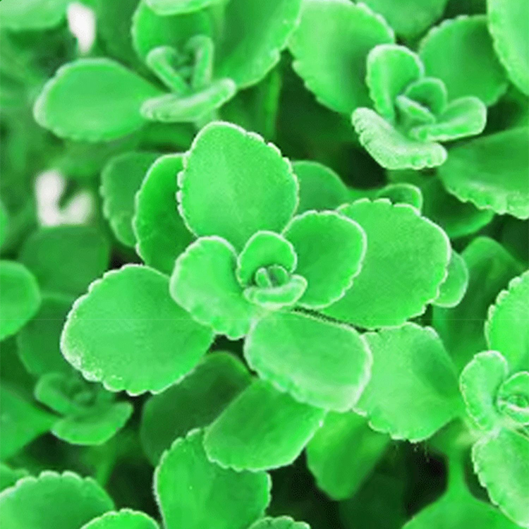 Indoor purification touch fragrance