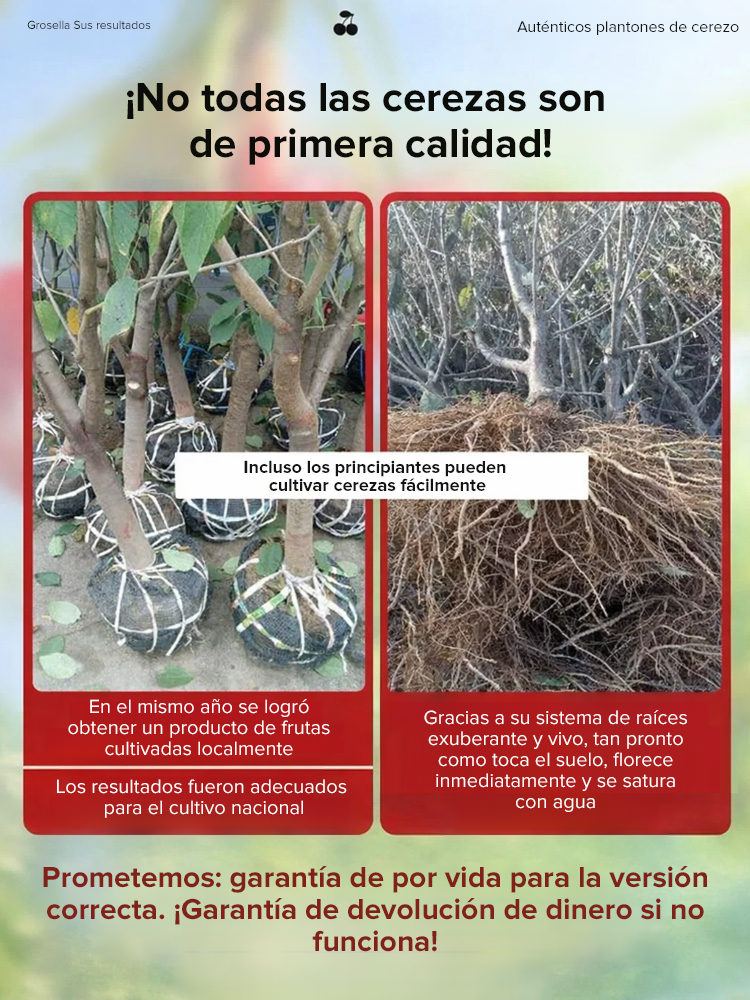 Plántula de cerezo que da frutos el mismo año, fructificación rápida