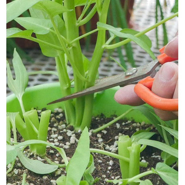 Semillas frescas de espinaca de agua de hoja grande, cosecha semestral 
