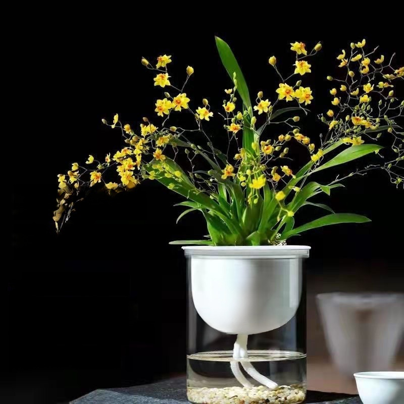 水耕四季開花香水文心蘭