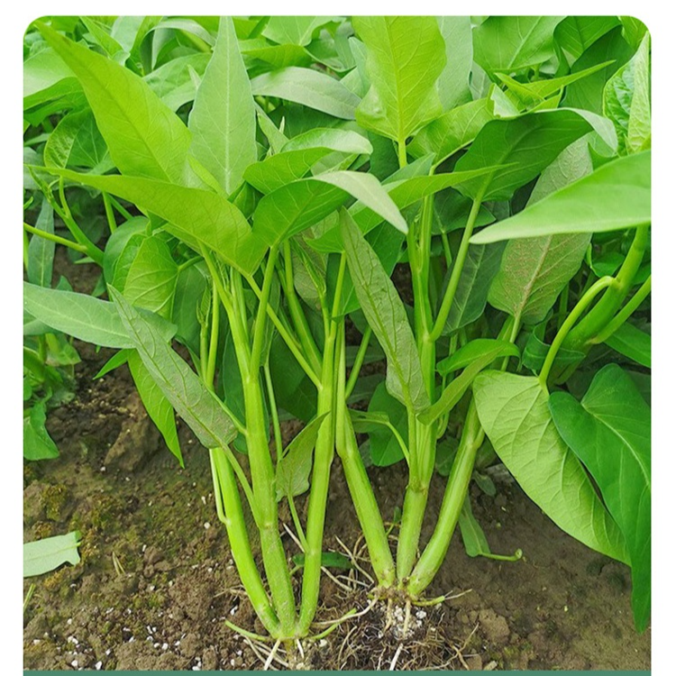 Semillas frescas de espinaca de agua de hoja grande, cosecha semestral 